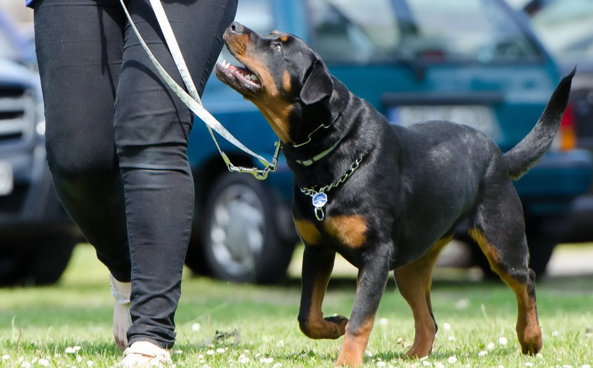 personalized dog leash
